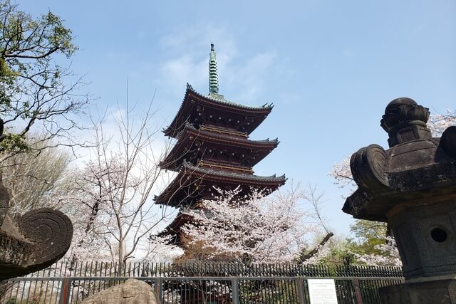 上野(恩賜)公園の桜まつりの様子｜上野東照宮周辺の桜