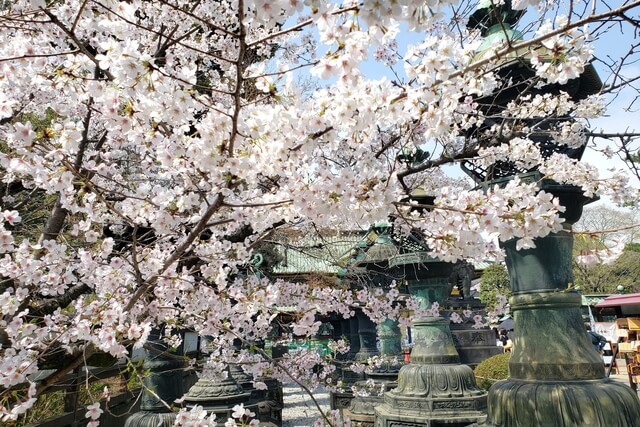 上野(恩賜)公園の桜まつりの様子｜上野東照宮周辺の桜