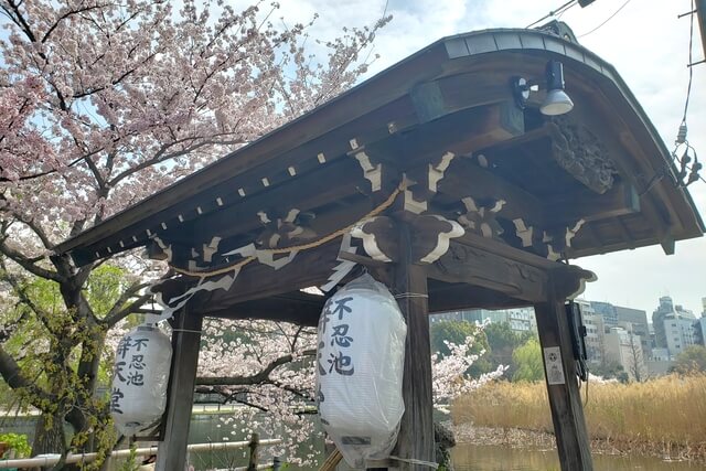 上野(恩賜)公園の桜まつりの様子｜不忍池辯天堂（弁天堂）周辺の桜