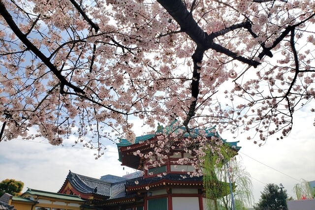 上野(恩賜)公園の桜まつりの様子｜不忍池辯天堂（弁天堂）周辺の桜