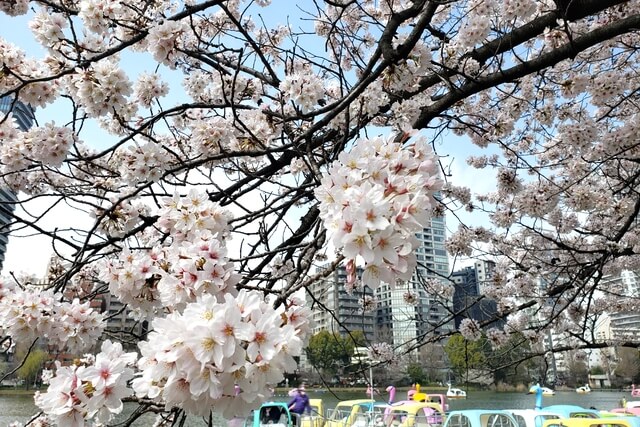 上野(恩賜)公園の桜まつりの様子｜不忍池（ボート池）周辺の桜