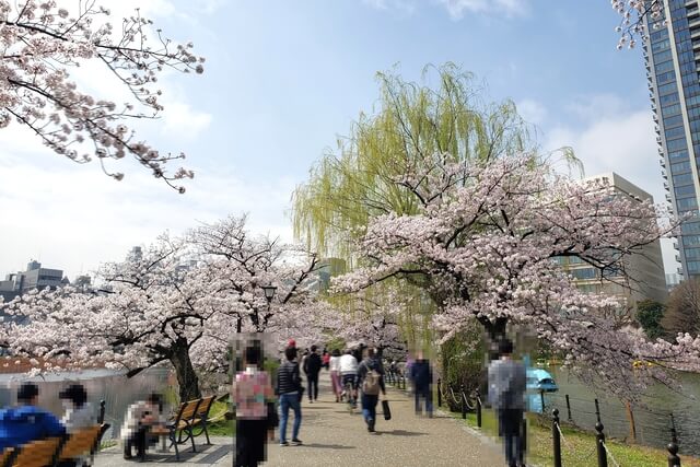 上野(恩賜)公園の桜まつりの様子｜不忍池（ボート池）周辺の桜