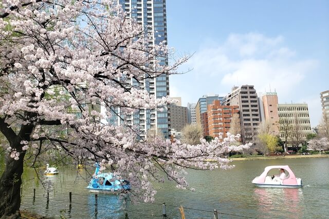 上野(恩賜)公園の桜まつりの様子｜不忍池（ボート池）周辺の桜