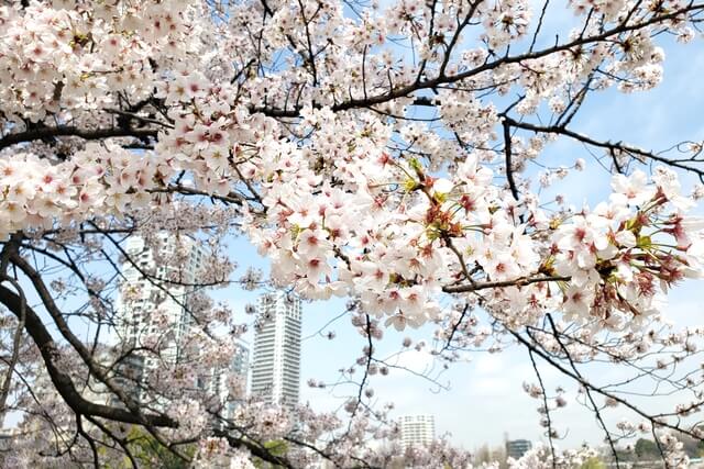 上野(恩賜)公園の桜まつりの様子｜不忍池（ボート池）周辺の桜