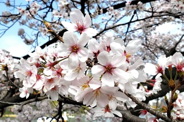 上野(恩賜)公園の桜まつりの様子｜不忍池（ボート池）周辺の桜