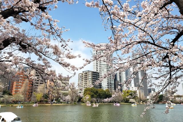 上野(恩賜)公園の桜まつりの様子｜不忍池（ボート池）周辺の桜