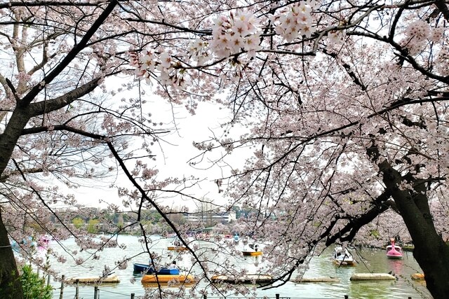 上野(恩賜)公園の桜まつりの様子｜不忍池（ボート池）周辺の桜