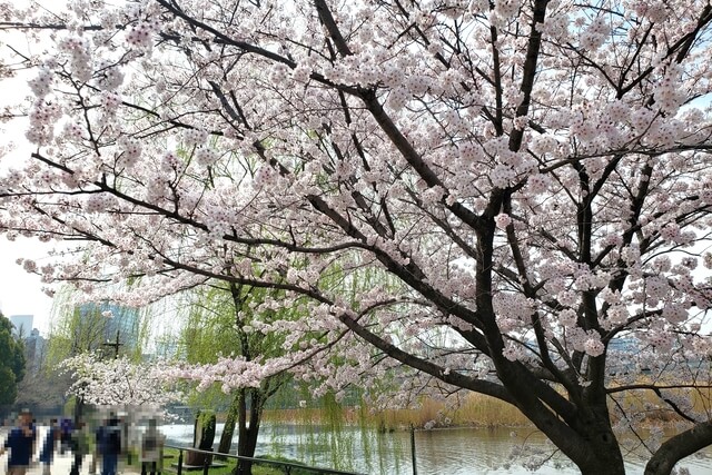 上野(恩賜)公園の桜まつりの様子｜不忍池（蓮池）周辺の桜