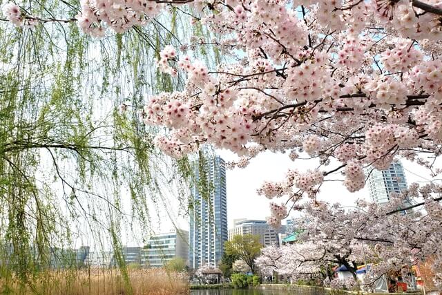 上野(恩賜)公園の桜まつりの様子｜不忍池（蓮池）周辺の桜