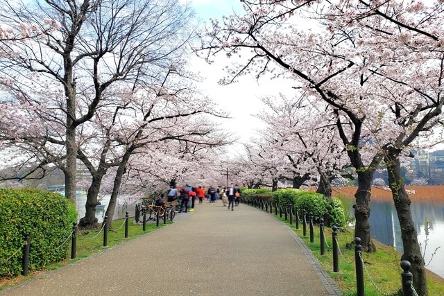 上野(恩賜)公園の桜まつりの様子｜不忍池（蓮池）周辺の桜