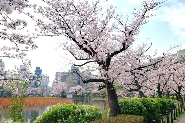 上野(恩賜)公園の桜まつりの様子｜不忍池（蓮池）周辺の桜