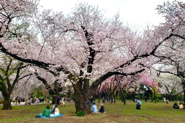 新宿御苑の桜(花見)スポット｜桜園地