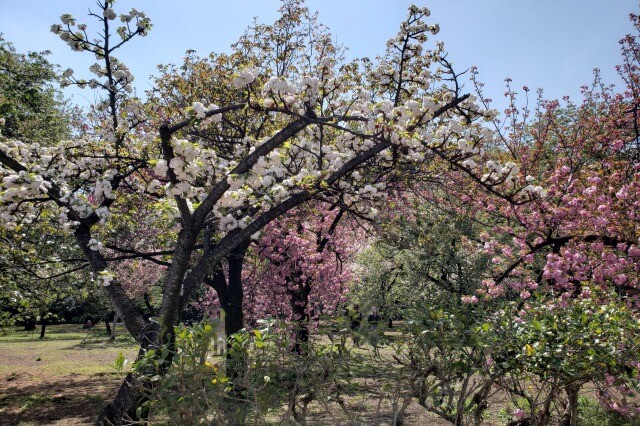 新宿御苑の桜(花見)スポット｜桜園地