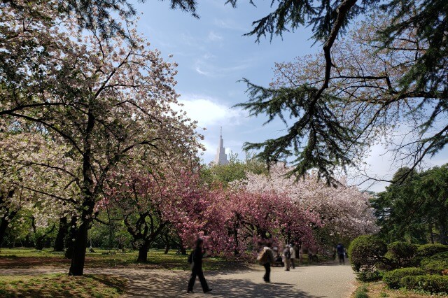 新宿御苑の桜(花見)スポット｜桜園地