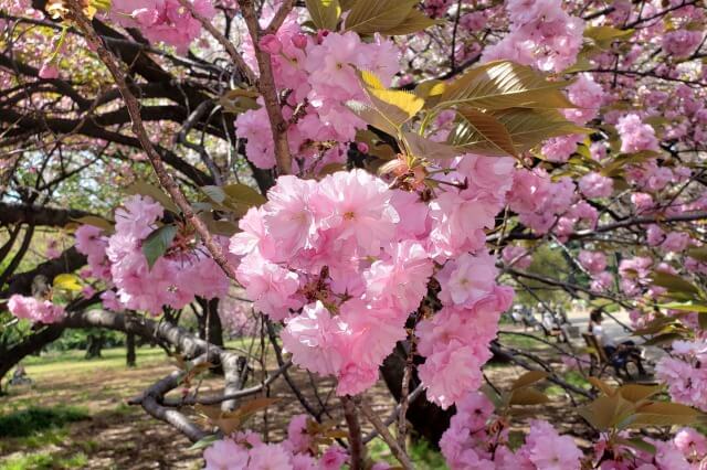 新宿御苑の桜(花見)スポット｜桜園地