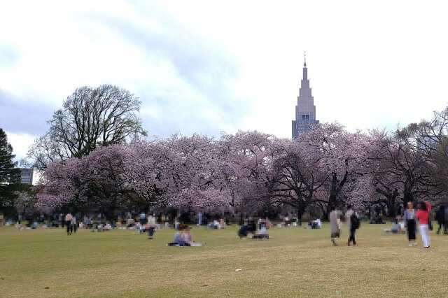 新宿御苑の桜(花見)スポット｜風景式庭園