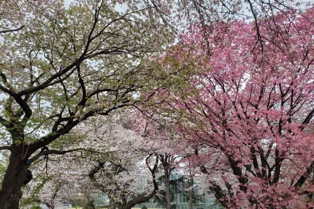 新宿御苑の桜(花見)スポット｜風景式庭園