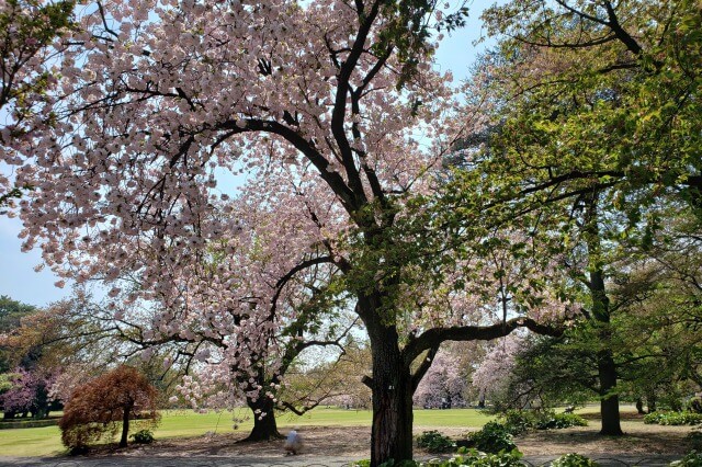 新宿御苑の桜(花見)スポット｜風景式庭園