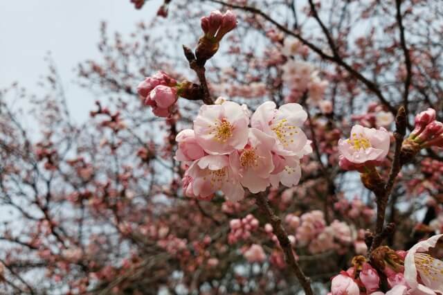 新宿御苑の桜(花見)スポット｜日本庭園