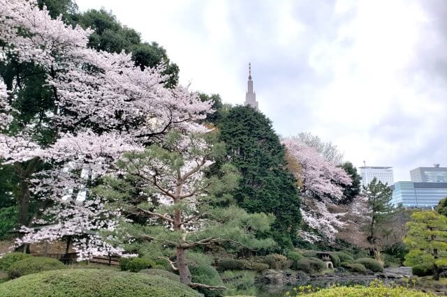 新宿御苑の桜(花見)スポット｜日本庭園