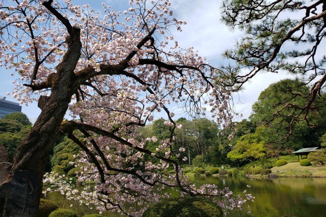 新宿御苑の桜(花見)スポット｜日本庭園