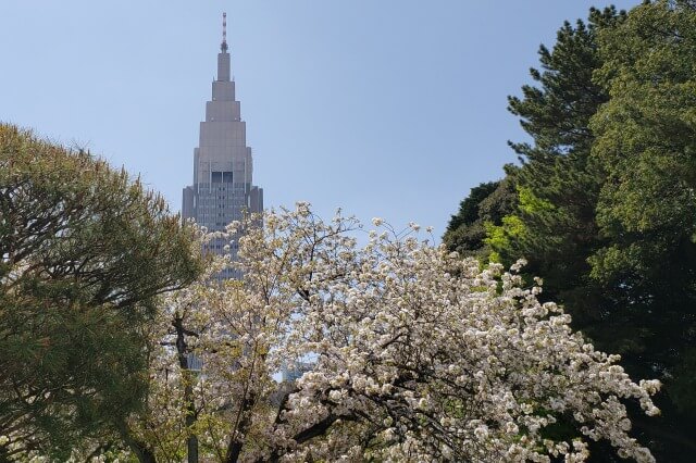 新宿御苑の桜(花見)スポット｜日本庭園