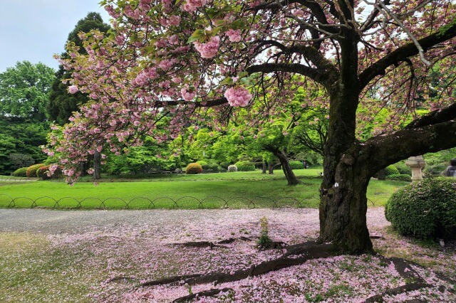 新宿御苑の桜(花見)スポット｜日本庭園