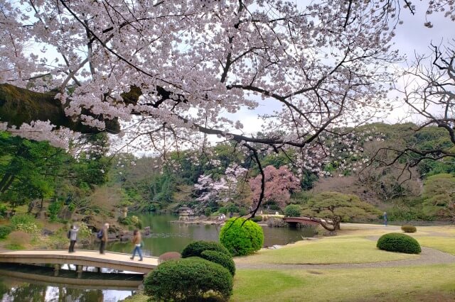 新宿御苑の桜(花見)スポット｜玉藻池