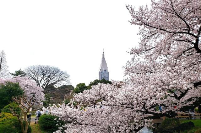 新宿御苑の桜(花見)スポット｜中の池周辺