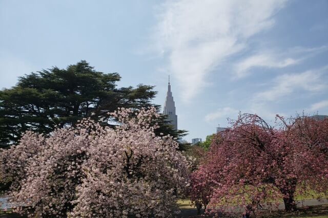 新宿御苑の桜(花見)スポット｜中の池周辺