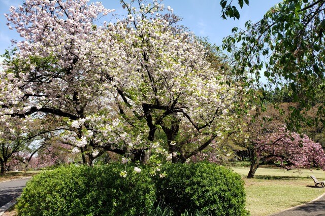 新宿御苑の桜(花見)スポット｜下の池周辺