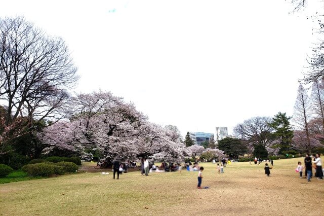 新宿御苑の桜(花見)スポット｜こども広場