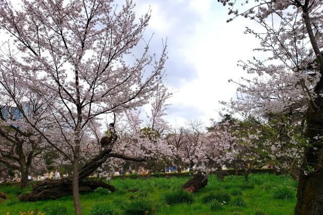 新宿御苑の桜(花見)スポット｜レストランゆりのき周辺