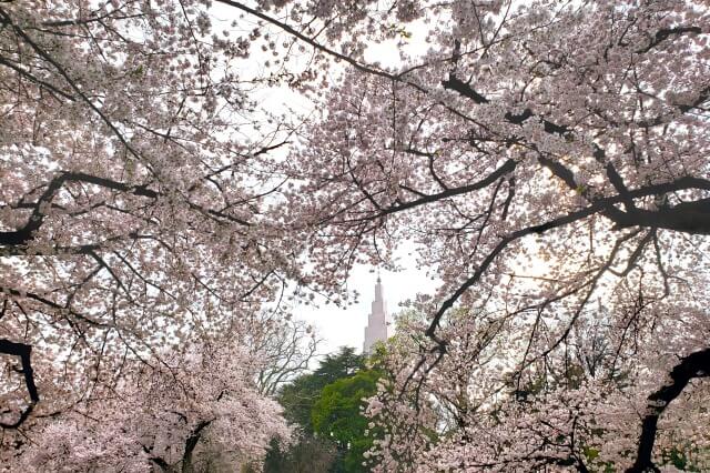 新宿御苑の桜(花見)スポット｜新宿門周辺