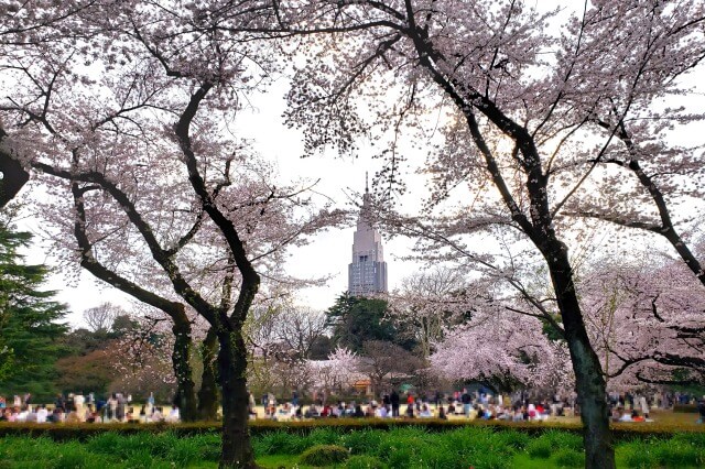 新宿御苑の桜(花見)スポット｜新宿門周辺