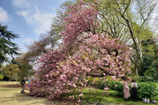 新宿御苑の桜(花見)スポット｜新宿門周辺