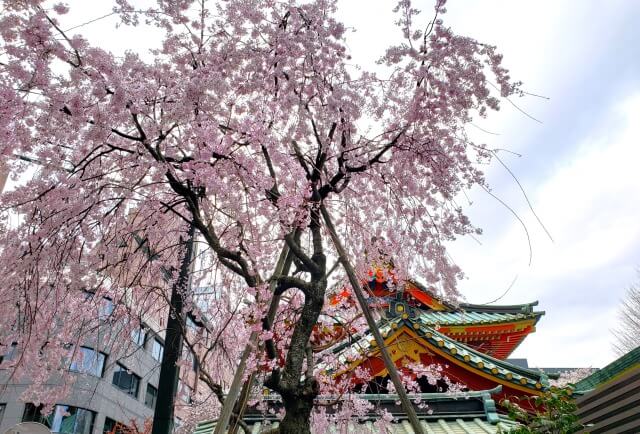 神田明神の桜の見どころ｜隨神門