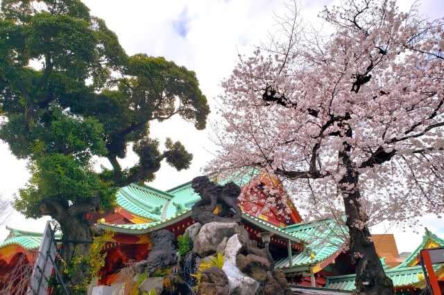 神田明神の桜の見どころ｜御神殿