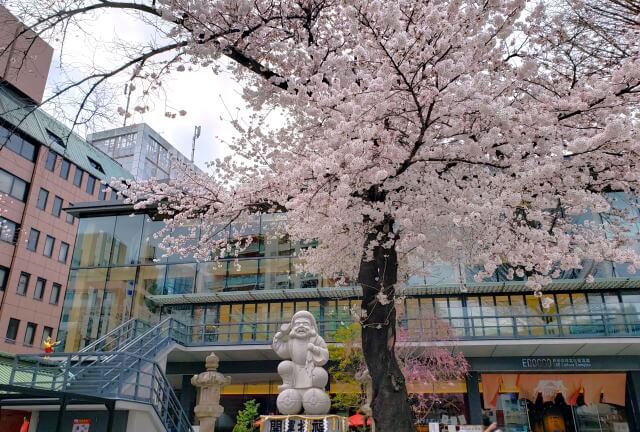 神田明神の桜の見どころ｜だいこく様尊像