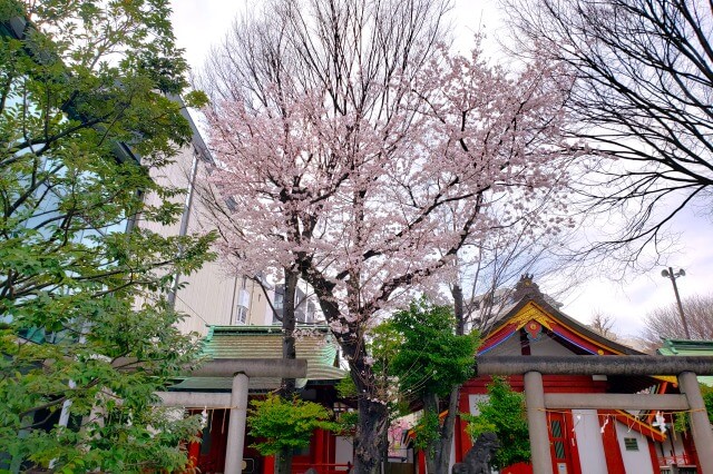 神田明神の桜の見どころ｜水神社・小舟町八雲神社