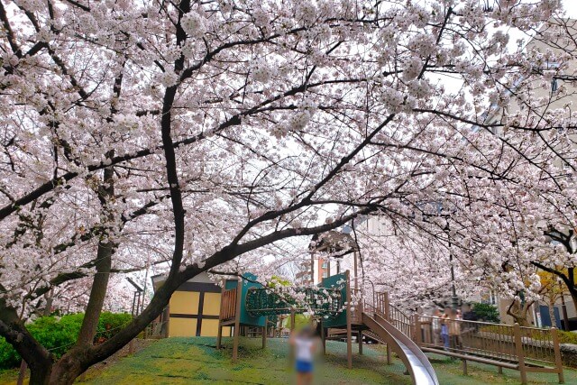 神田明神の桜の見どころ｜宮本公園