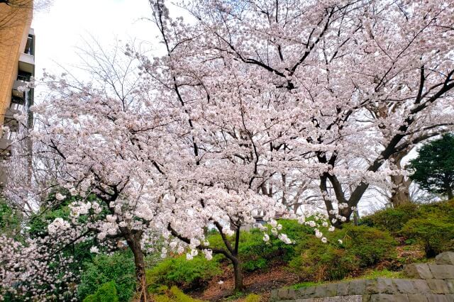 神田明神の桜の見どころ｜宮本公園