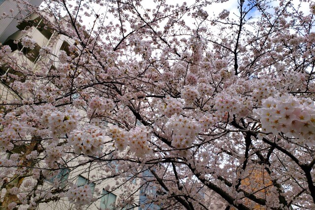 神田明神の桜の見どころ｜宮本公園