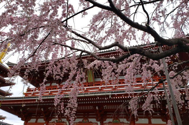 浅草寺の桜(花見)の見頃と見どころ