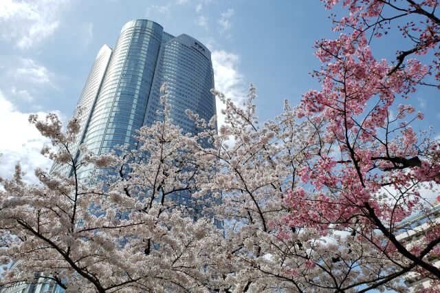 六本木ヒルズの桜(花見)の見頃と見どころ