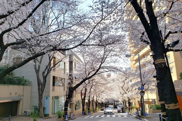 アークヒルズの桜(花見)の見頃と見どころ