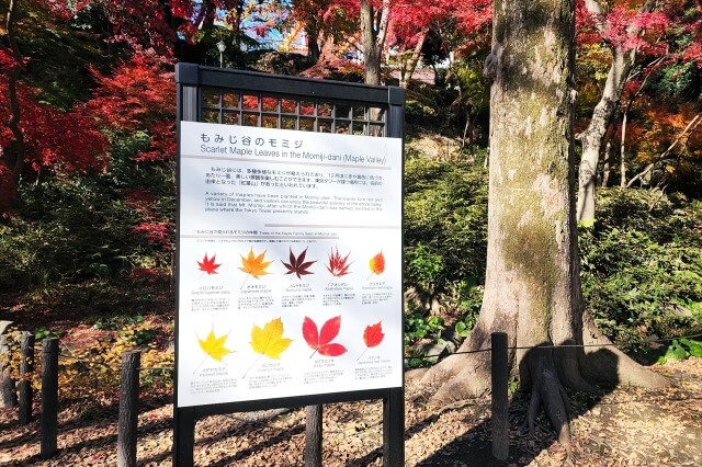 もみじ谷の紅葉｜もみじ谷のモミジの種類は？