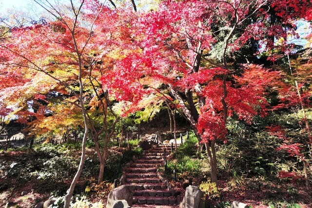 もみじ谷の紅葉｜もみじ谷の入口