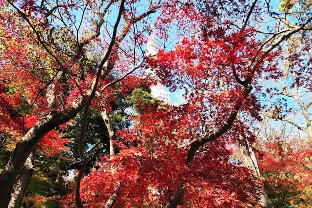 もみじ谷の紅葉｜もみじ谷の頂上へと続く道