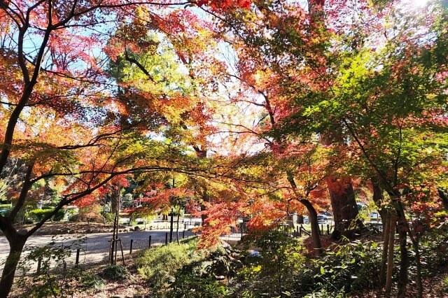 もみじ谷の紅葉｜もみじ谷の頂上へと続く道